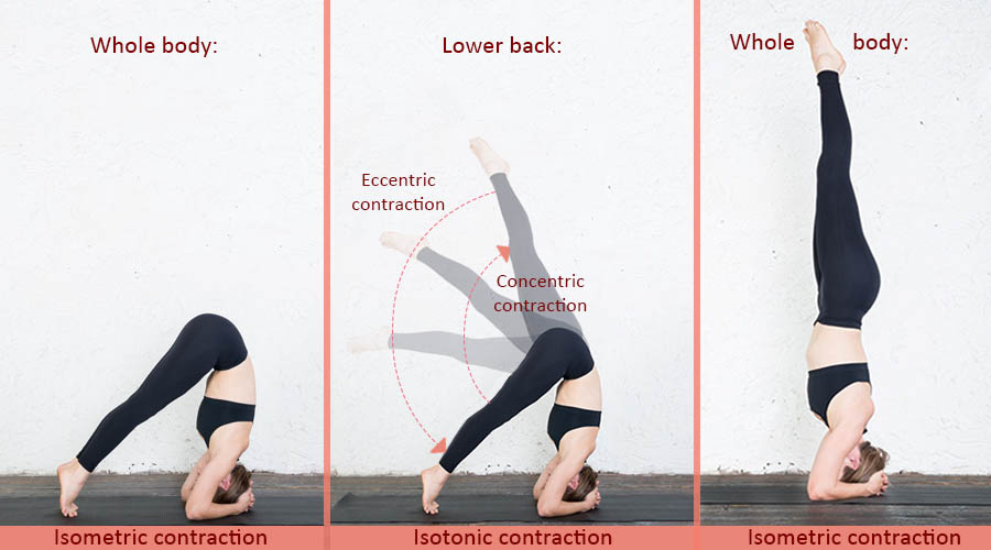 Muscle-Contractions-for-Strength-Flexibility-in-Yoga Muscle Contractions for Strength & Flexibility in Yoga