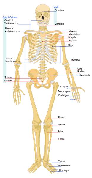 The human skeleton The human skeleton