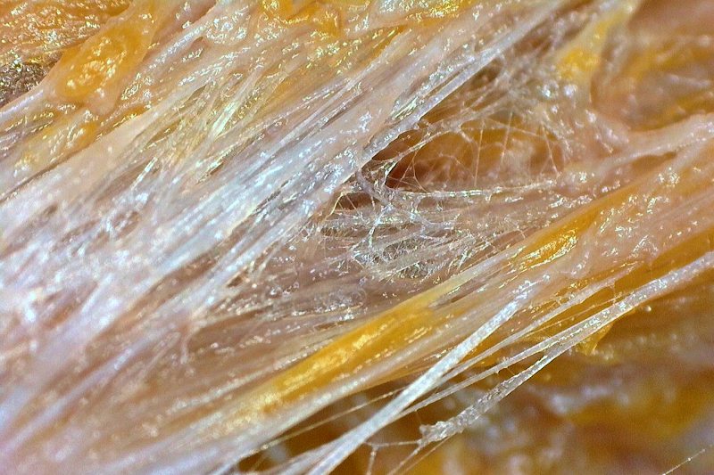 fascia structure