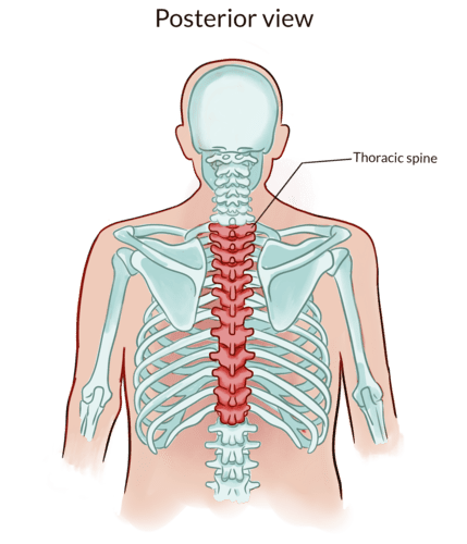 Thoracic spine