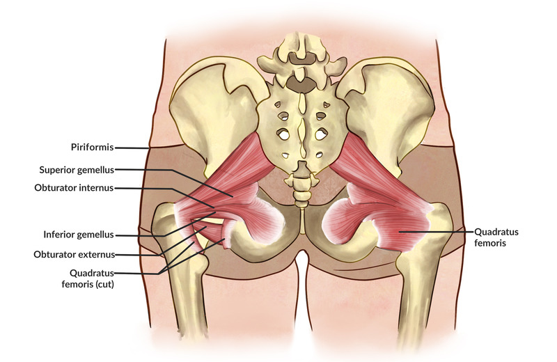 Anatomy of Hip Opening stretches Anatomy of Hip Opening stretches