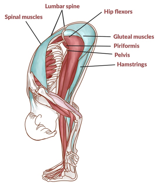 Anatomy of Yoga Forward Fold/Bend Anatomy of Yoga Forward Fold/Bend