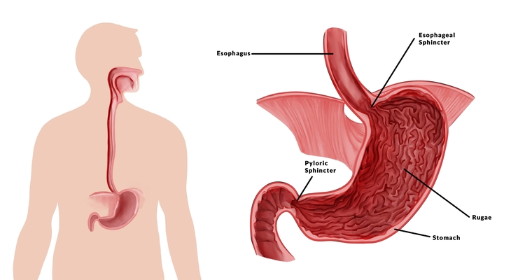 Picture of Human Stomach Picture of Human Stomach