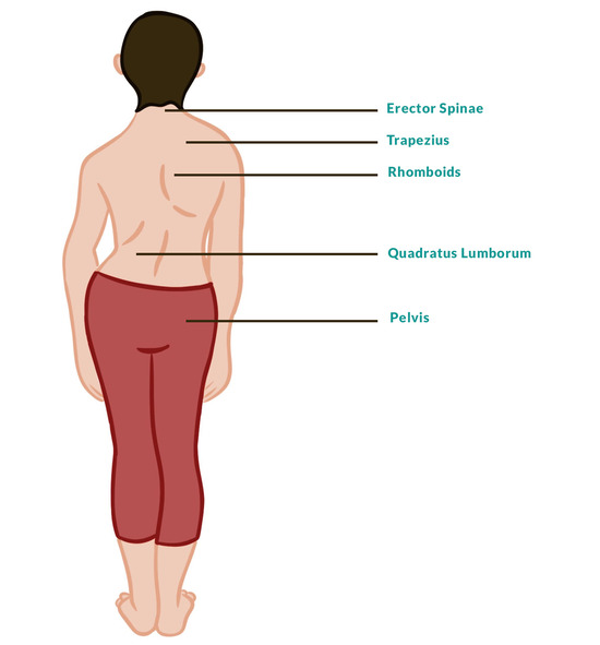 Yoga for Scoliosis benefits for the spine Yoga for Scoliosis benefits for the spine