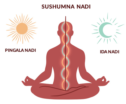 Three Nadis—Ida, Pingala, and Sushumna—in the (subtle) energy body. Three Nadis—Ida, Pingala, and Sushumna—in the (subtle) energy body.