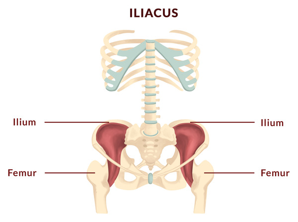 Yoga to realign pelvis - iliacus muscle Yoga to realign pelvis - iliacus muscle