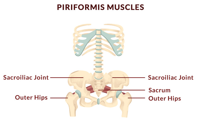 Pelvic anatomy - Piriformis Muscles Pelvic anatomy - Piriformis Muscles