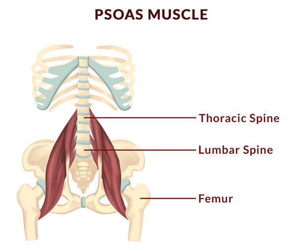 Yoga for pelvic alignment - Psoas Muscle Yoga for pelvic alignment - Psoas Muscle