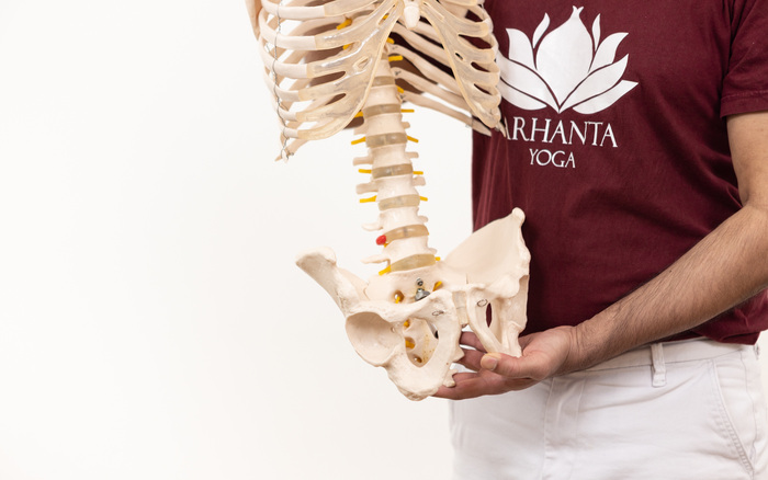 Yoga teacher holds a model of a spine and pelvis Yoga teacher holds a model of a spine and pelvis