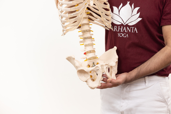 A yoga instructor shows the pelvis of an anatomical skeleton model