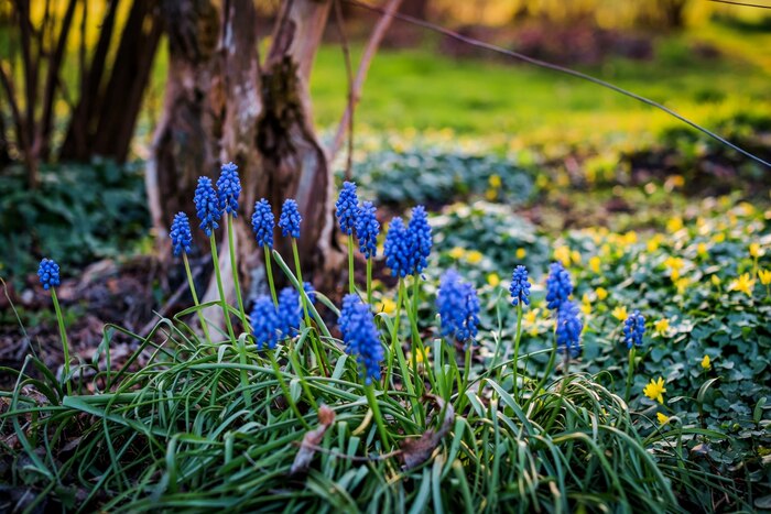 Bright blue Hyacinth flower blooming in spring at Arhanta Yoga Ashram Bright blue Hyacinth flower blooming in spring at Arhanta Yoga Ashram